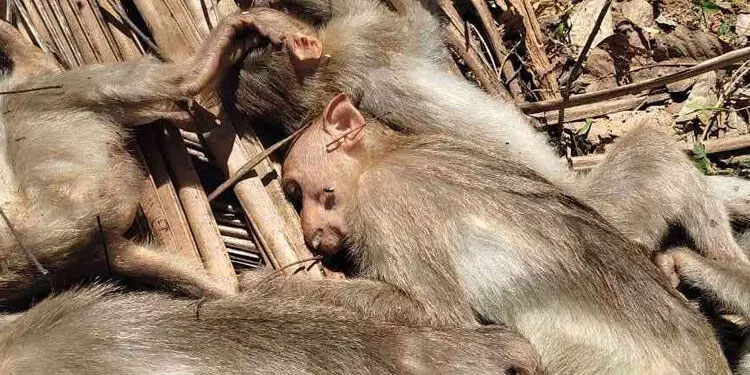 കുടുക്കത്ത് പാറയിൽ കുരങ്ങുകൾ കൂട്ടത്തോടെ ചത്ത നിലയില്‍