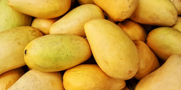 തീവിലയുമായി മാമ്പഴ രാജാവ് വരവറിയിച്ചു ; ഒന്നിന് 300 രൂപ !
