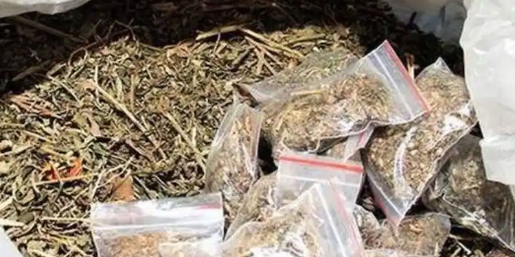 പാലക്കാട് വൻ കഞ്ചാവ് വേട്ട :  12 കിലോയുമായി തൃശൂർ സ്വദേശി പിടിയിൽ