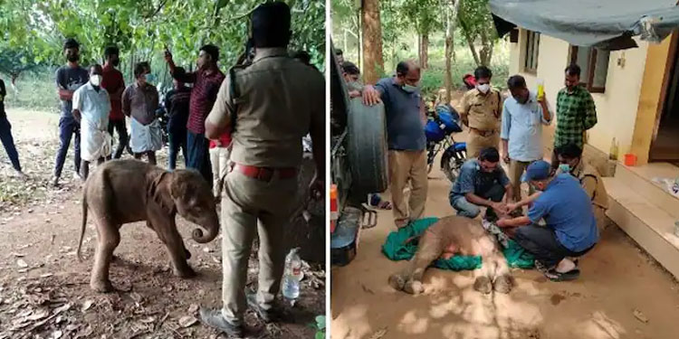 തൃശ്ശൂർ ചിമ്മിനിക്കാട്ടിൽ ആനക്കുട്ടി അവശനിലയിൽ ;  ചികിത്സ നൽകി വനപാലകർ