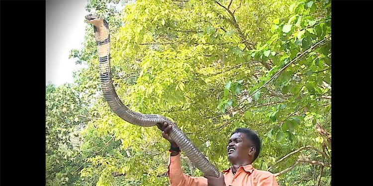 കോട്ടയത്ത് പാമ്പുപിടിത്തത്തിനിടെ വാവ സുരേഷിനെ മൂർഖൻ കടിച്ചു ; നില ഗുരുതരം