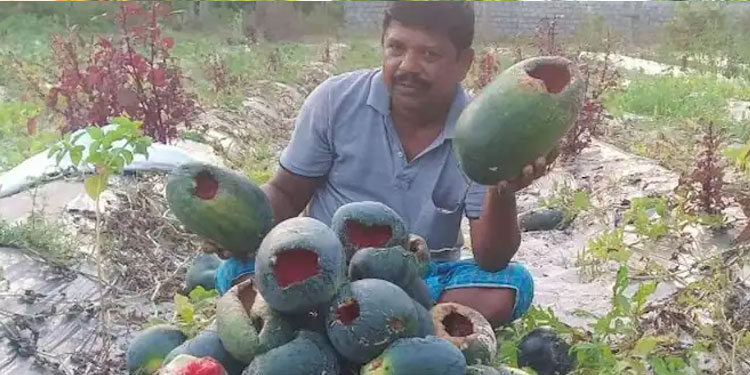 കൃഷി നശിപ്പിച്ച് കാക്കകൾ ; ആലപ്പുഴ കഞ്ഞിക്കുഴിയില്‍  നഷ്ടമായത് 2000 കിലോ തണ്ണിമത്തൻ