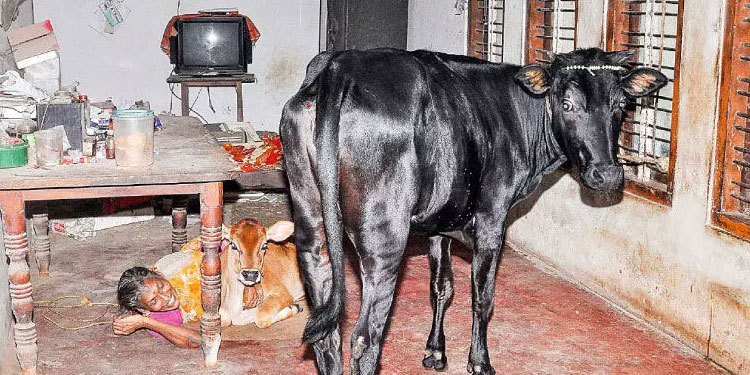 പശുക്കൾ മക്കളെപ്പോലെ ;  ഉറക്കവും ഉഷാദേവിക്കൊപ്പം
