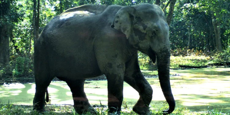 ആറളം ഫാമിൽ കാട്ടാനയുടെ ചവിട്ടേറ്റ് ഒരാൾ മരിച്ചു