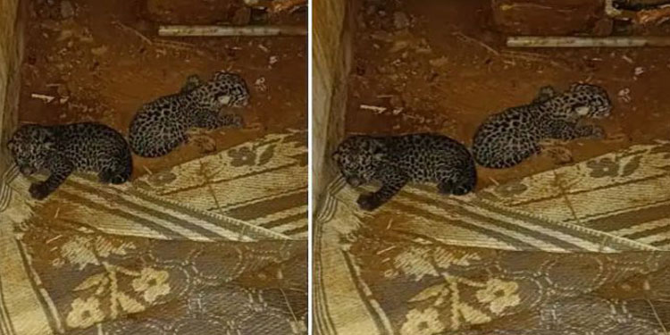 പുലിക്കുഞ്ഞുങ്ങളെ വെച്ച് തള്ള പുലിയെ പിടികൂടാനുള്ള ശ്രമം വിഫലമായി