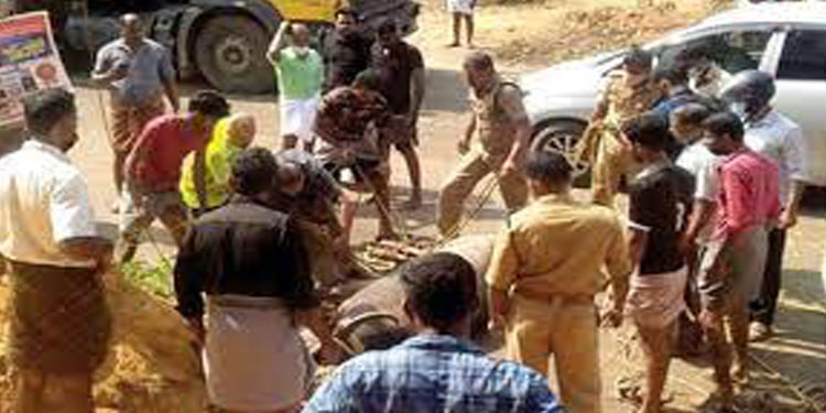 വിരണ്ടോടിയ പോത്ത് മണിക്കൂറുകളോളം ഭീതിപരത്തി