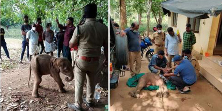 ചിമ്മിനി കാട്ടിൽ കണ്ടെത്തിയ ആനക്കുട്ടി ചരിഞ്ഞു