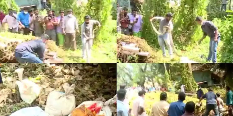 പൈപ്പിൽ നിറയെ പാമ്പ് :  മലപ്പുറം വാട്ടർ അതോറിറ്റി ഓഫീസിൽ നിന്നും ഏഴ് പെരുമ്പാമ്പുകളെ പിടികൂടി