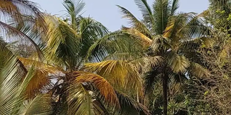 വയനാട്ടിലെ തെങ്ങുകള്‍ക്ക് മഞ്ഞളിപ്പ് രോഗം ;  ആശങ്കയോടെ കര്‍ഷകര്‍