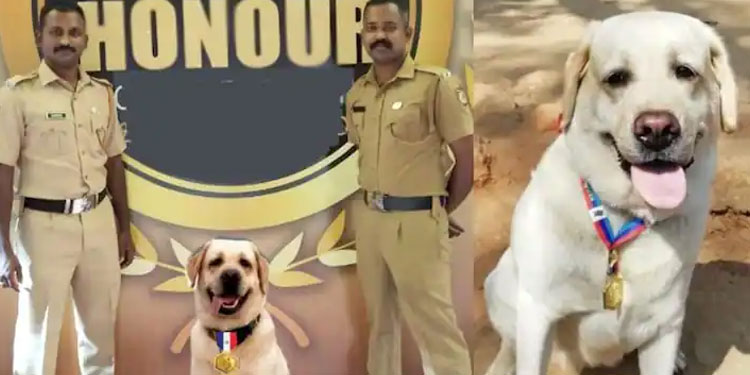 ചില്ലറക്കാരിയല്ല ലിസി :  ആലപ്പുഴ ഡോഗ് സ്ക്വാഡിലെ ലിസിക്ക് ഡിജിപിയുടെ മെഡൽ ഓഫ് എക്സലൻസ്