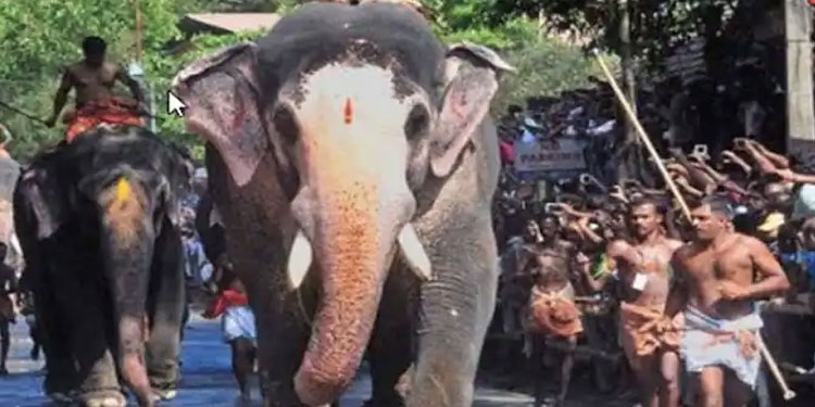 തൃശ്ശൂരില്‍ ഉത്സവങ്ങളില്‍ 15 ആനകളെ എഴുന്നള്ളിക്കാന്‍ അനുമതി