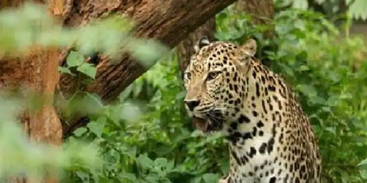 വനം വകുപ്പ് കെണിവെച്ച് കാത്തിരിക്കുന്ന മലമ്പുഴയിൽ വീണ്ടും പുലിയിറങ്ങി ;  വളർത്തുനായയെ ആക്രമിച്ചു