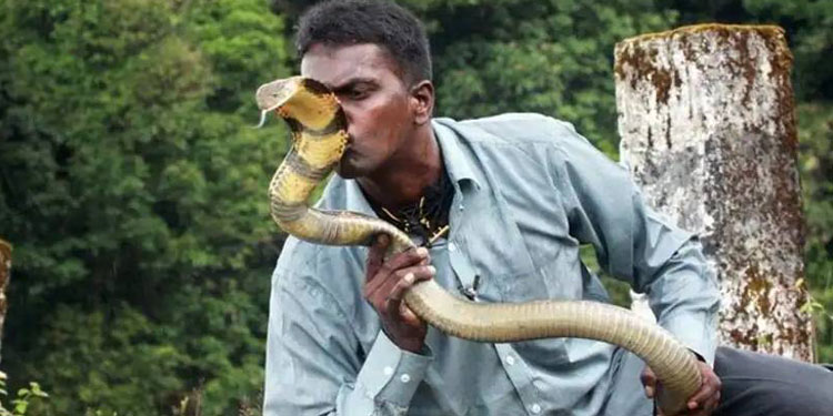 നല്‍കിയത് 65 കുപ്പി ആന്റിവെനം…! പൂര്‍ണ ആരോഗ്യവാനായി വാവ സുരേഷ് ; നാളെ ആശുപത്രി വിടും