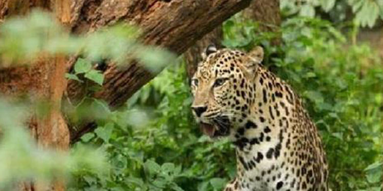 ചെന്നാപ്പാറയിൽ വീണ്ടും പുലി, വളർത്തുനായയെ ആക്രമിച്ചു ; കൂട് സ്ഥാപിക്കണമെന്ന് നാട്ടുകാർ