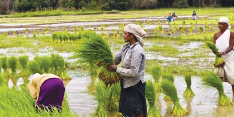 കേരള ബജറ്റ് ; നെൽകൃഷിക്ക് 76 കോടി, മൃഗ സംരക്ഷണത്തിന് 392.33 കോടി