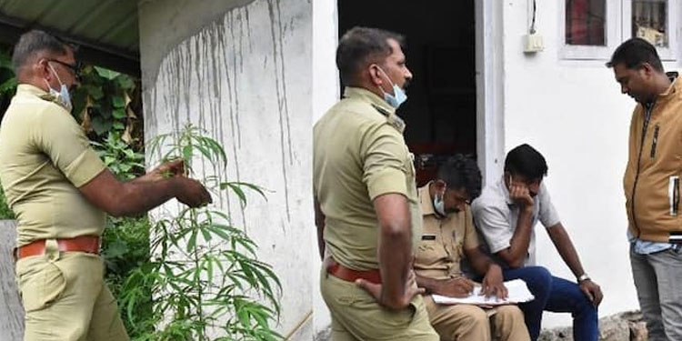 സഞ്ചാരികൾക്കായി ഷെഡിൽ കഞ്ചാവ് നട്ടുവളർത്തി ; മൂന്നാറിൽ കോട്ടേജ് ഉടമ അറസ്റ്റിൽ