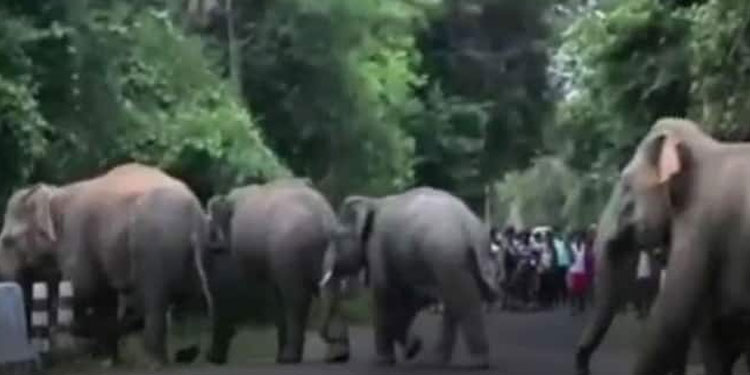 വന്യജീവി ആക്രമണം :  നഷ്ടപരിഹാരമായി നൽകിയത് 15.43 കോടി രൂപ