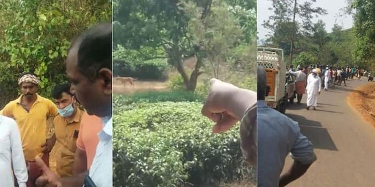മാനന്തവാടിയിൽ കടുവയിറങ്ങി ; മയക്കുവെടിവെച്ച് പിടികൂടാന്‍ സന്നാഹവുമായി വനംവകുപ്പ്