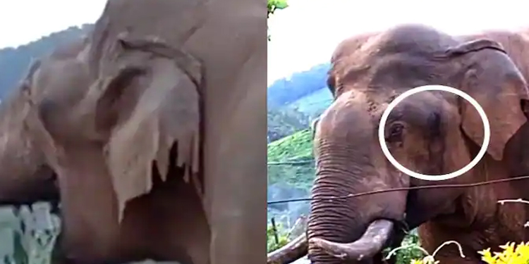 ചെവി കീറിപ്പറിഞ്ഞ നിലയില്‍ ; പരിക്കുമായി ചുറ്റുന്ന കൊമ്പന്‍ പരിഭ്രാന്തി പടര്‍ത്തുന്നു