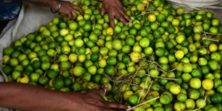 വില കുതിച്ചുയർന്നു, കള്ളന്മാർക്കും പ്രിയം ചെറുനാരങ്ങയോട്! മോഷണം പോയത് നൂറുകിലോ