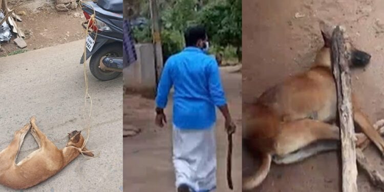 നായയെ കൊന്ന് വാഹനത്തിൽ കെട്ടിവലിച്ചു ; സിപിഎം നേതാവിനെതിരെ പരാതി