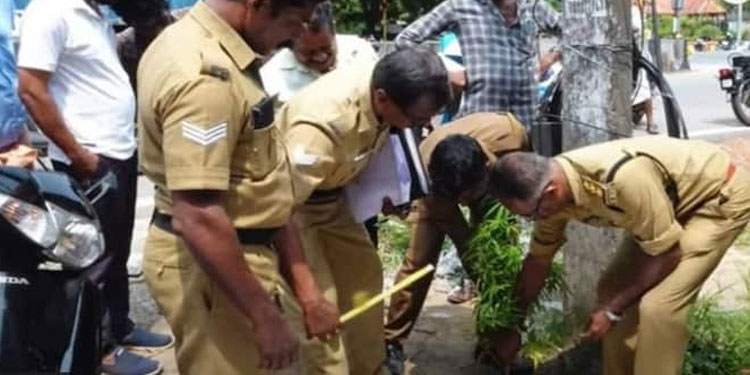 കരുനാ​ഗപ്പള്ളി റോഡരികിൽ കഞ്ചാവുചെടി; വേരോടെ പിഴുത് എക്സൈസ്