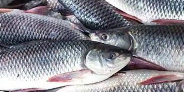 ഫോർമാലിൻ കലർന്ന 300 കിലോയോളം മത്സ്യം പിടികൂടി