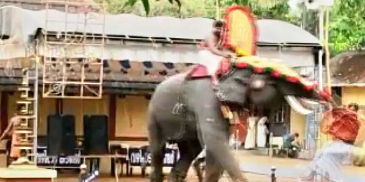 ക്ഷേ​ത്രോ​ത്സ​വ​ത്തി​ന് കൊ​ണ്ടു​വ​ന്ന ആ​ന പാ​പ്പാ​നെ ത​ട്ടി​ത്തെ​റി​പ്പി​ച്ചു