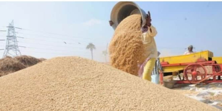പാലക്കാട്ടെ സപ്ലൈകോ നെല്ല് സംഭരണ കേന്ദ്രങ്ങളിലും മില്ലുകളിലും വിജിലൻസിന്റെ മിന്നൽ പരിശോധന