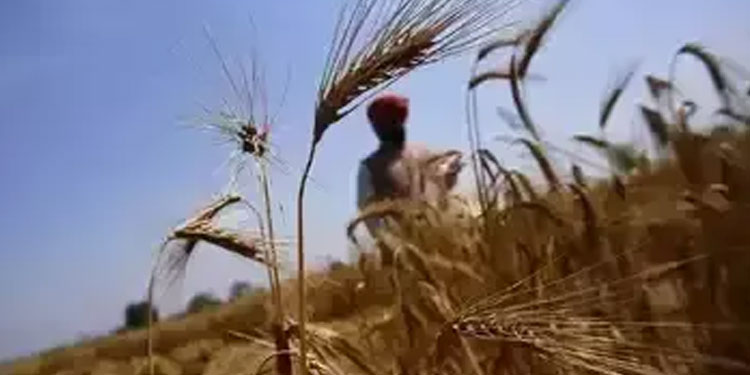 ഗോതമ്പ് കയറ്റുമതി നിരോധനം ഉടൻ പിൻവലിക്കില്ലെന്ന് കേന്ദ്ര വാണിജ്യ മന്ത്രി