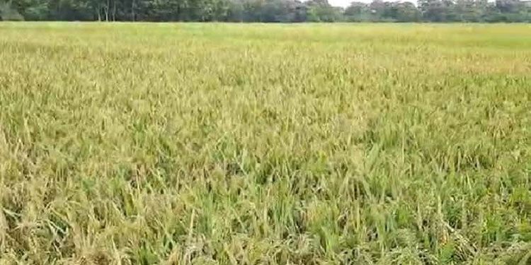 ആത്മഹത്യയുടെ വക്കിലെത്തിയ കർഷകനെ സഹായിക്കാൻ കൈകോർത്ത് നാട്ടുകാർ
