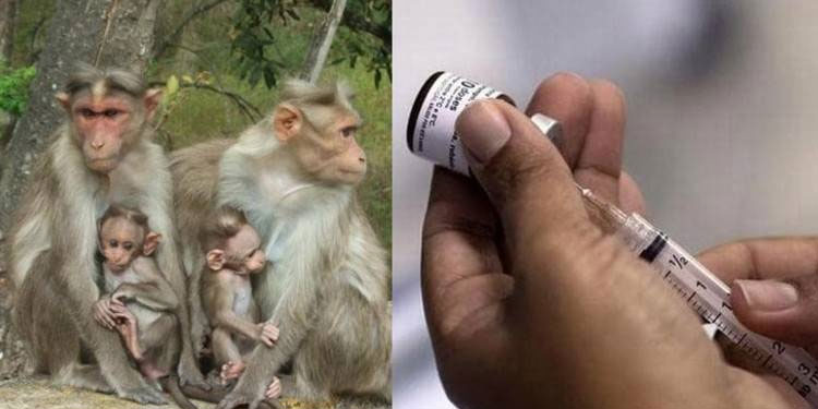 കുരങ്ങുപനി; ഇന്ത്യയിലും ജാഗ്രത, മാർഗനിർദേശം ഉടനെന്ന് ആരോഗ്യ മന്ത്രാലയം