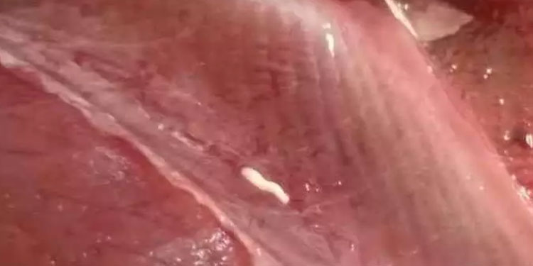 ചന്തയിൽ നിന്നു വാങ്ങിയ മീനിൽ പുഴു; പരാതി നൽകി