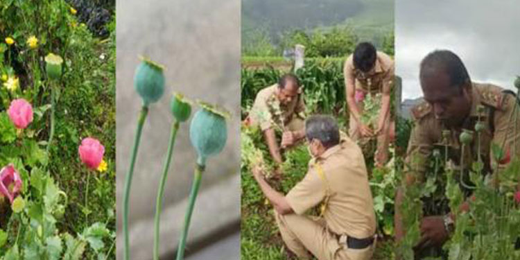 മൂന്നാറിൽ ദേവികുളം ഗുണ്ടുമല എസ്‌റ്റേറ്റിൽ ഓപിയം പോപ്പി ചെടികൾ കണ്ടെത്തി
