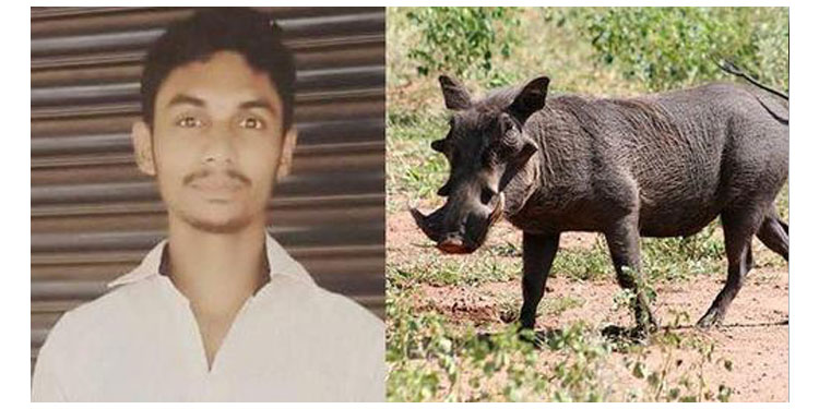 മലപ്പുറത്ത് പന്നി വേട്ടയ്ക്കിടെ യുവാവ് വെടിയേറ്റു മരിച്ചു