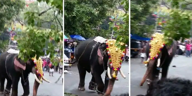 തൃശൂർ പൂരനഗരിയിൽ ആനയിടഞ്ഞു ; ഉടൻ തളച്ചു