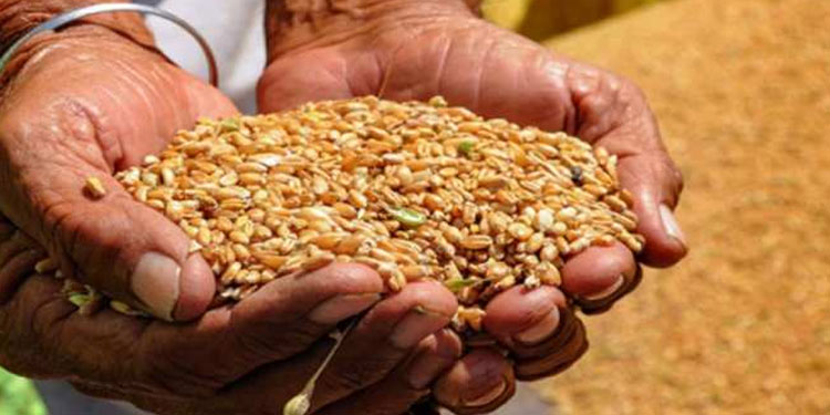 മഞ്ഞ, പിങ്ക് റേഷൻ കാർഡ് ഉടമകൾക്കുള്ള ഗോതമ്പും നിർത്തി