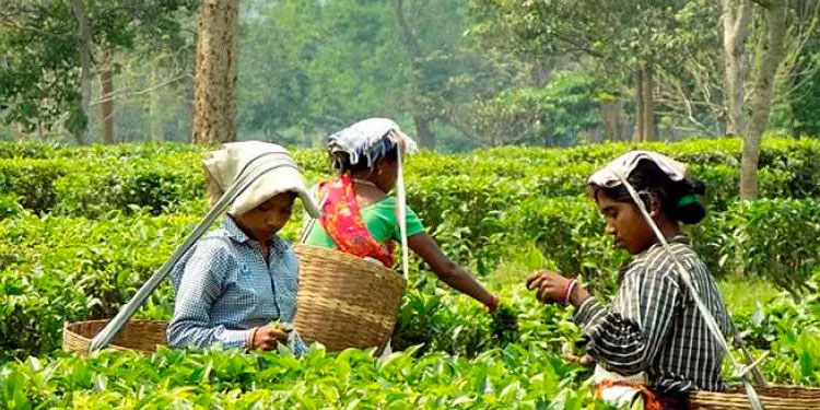 തോട്ടം തൊഴിലാളികളുടെ പെൻഷൻ പ്രായം ഇനി 60 വയസ്സ്