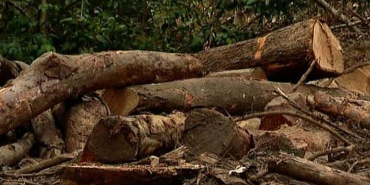 അടിമാലി മരംമുറി കേസ് ; മുൻ റെയ്ഞ്ച് ഓഫീസർ ജോജി ജോൺ കീഴടങ്ങി , അറസ്റ്റിൽ വ്യക്തത മൂന്ന് ദിവസത്തിനു ശേഷം