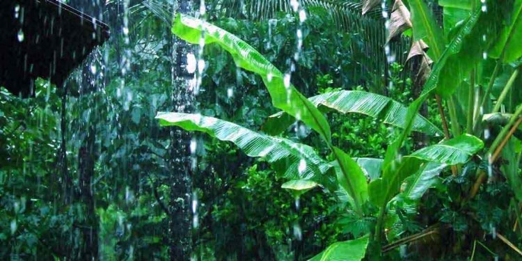 5 ദിവസം കേരളത്തിൽ മഴയ്ക്ക് സാധ്യത, യെലോ അലർട്ട്; മത്സ്യബന്ധനം പാടില്ല