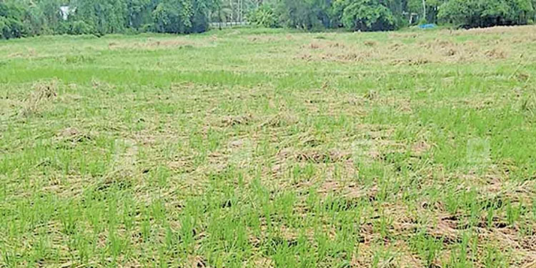 സംസ്ഥാന വിള ഇൻഷുറൻസ് പദ്ധതിക്ക് 30 കോടി രൂപ