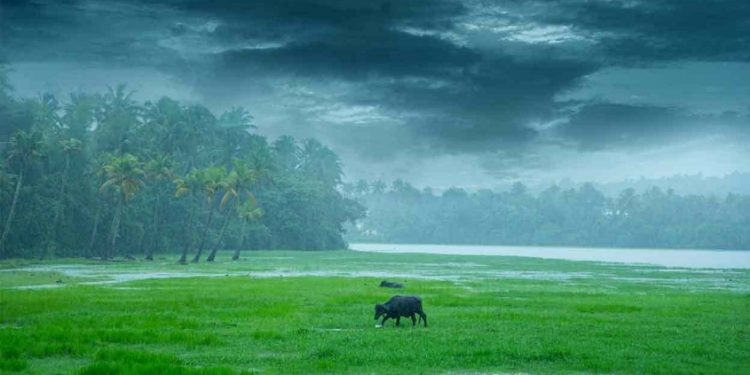 കേരളത്തിൽ ഒറ്റപ്പെട്ട ശക്തമായ മഴയ്ക്കു സാധ്യത ; ഇന്ന് 7 ജില്ലകളിൽ യെലോ അലർട്ട്