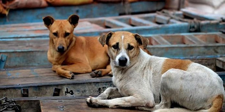 ഇടുക്കിയിൽ വയോധികയെയടക്കം ഏഴ് പേരെ തെരുവുനായ കടിച്ചുകീറി