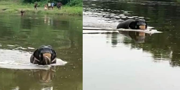 നാല് മണിക്കൂര്‍ നീണ്ട പരിശ്രമം ; ഒടുവില്‍ ആനയെ കരയ്ക്ക് കയറ്റി !