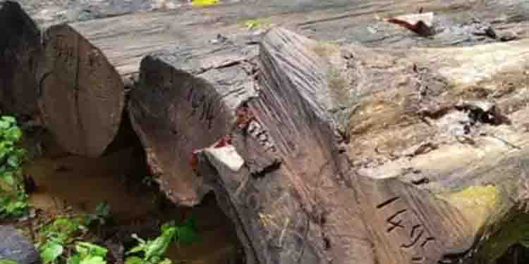 500 വർഷം പഴക്കം, പ്രതീക്ഷിക്കുന്നതത് വൻ വില ; നിലമ്പൂരിൽ ഭീമൻ ഈട്ടിത്തടി ലേലം 29ന്