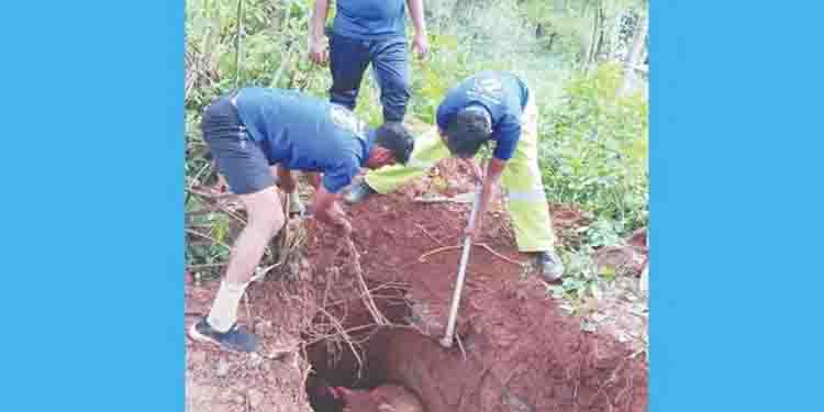 സെപ്റ്റിക് ടാങ്കില്‍ കുടുങ്ങിയ പശുവിനെ രക്ഷപ്പെടുത്തി