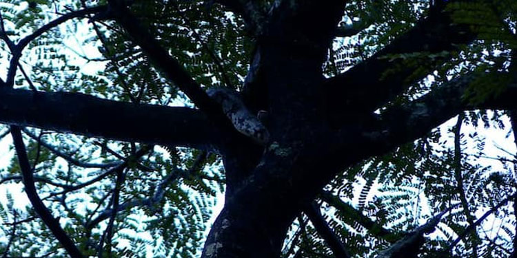 കൊച്ചി ന​ഗരത്തിലെ മരത്തിന് മുകളിൽ കൂറ്റൻ പെരുമ്പാമ്പ് !