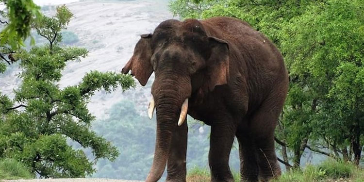 ധോണിയിൽ കുങ്കിയാനയെ ഉപയോഗിച്ച് കാട്ടാനയെ തുരത്താനുള്ള ശ്രമങ്ങൾ തുടരുന്നു