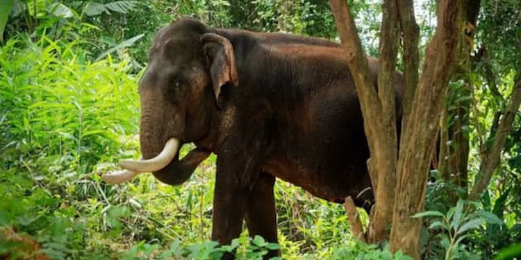 മലപ്പുറത്ത് കാട്ടാന ആക്രമണത്തില്‍ പൊലീസുകാരന് പരിക്ക്