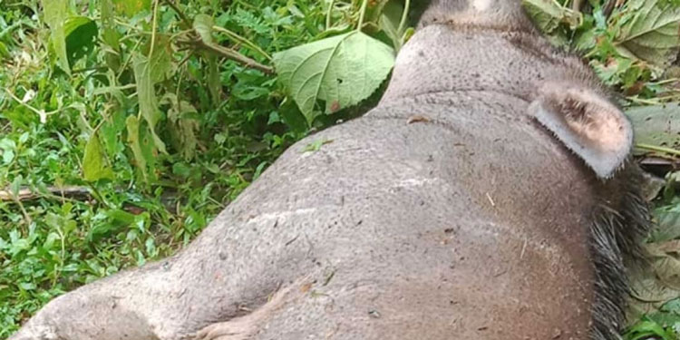 കാട്ടുപന്നി ആക്രമണം : കോഴിക്കോട് കർഷക തൊഴിലാളിക്ക് ഗുരുതര പരുക്ക്